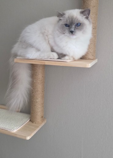 diva diva